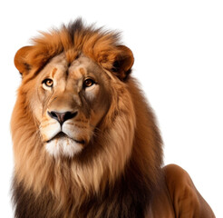 Naklejka premium PNG Wildlife mammal animal lion transparent background