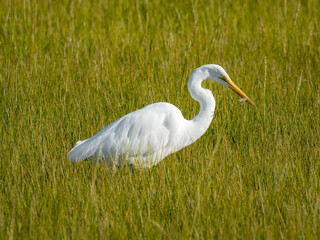 Fototapeta premium great white egret wading through the marsh with a shrimp caught in its beak