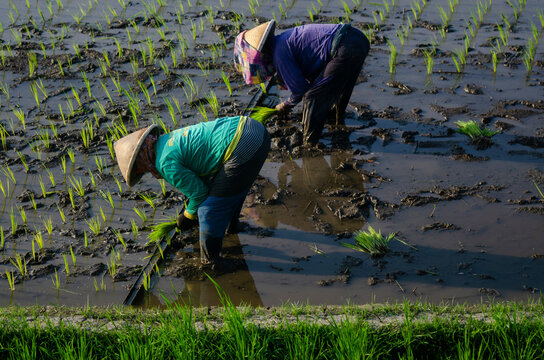 women in field water