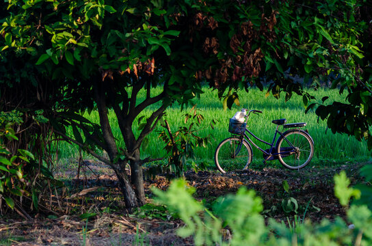 bike in the park