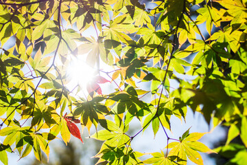 autumn leaves in the sun