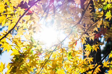 autumn leaves background