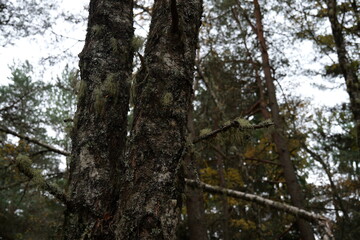 Obraz premium tree in the forest