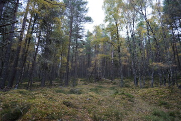 Obraz premium forest in autumn