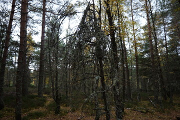 Fototapeta premium trees in the forest
