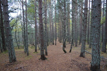 Obraz premium trees in the forest