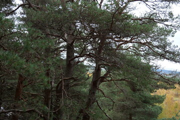 Obraz premium trees in the forest