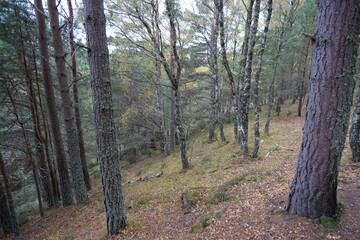 Fototapeta premium path in the forest