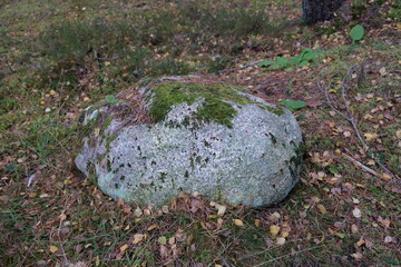 moss on the stone