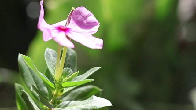 Toma de cerca de una flor de color Rosado en movimiento por el viento en  un jard&iacute;n 