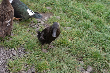 duck standing in the grass