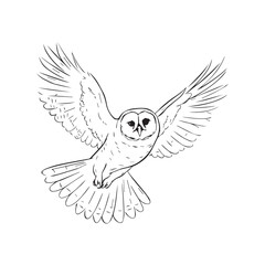 Obraz premium Owl drawing vector design 