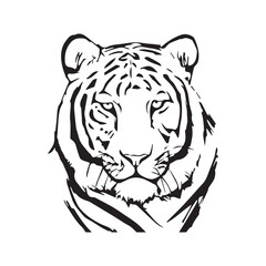 Wild tiger Drawing vector 