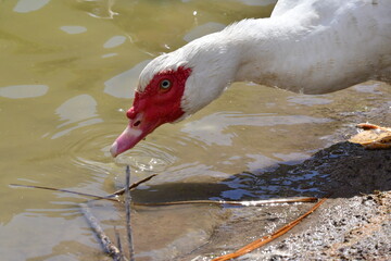 PATO