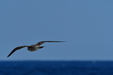 Obraz premium GAVIOTA PATIAMARILLA