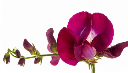 Fototapeta premium Sweet Pea maroon on white background isolated. Beautiful flower.
