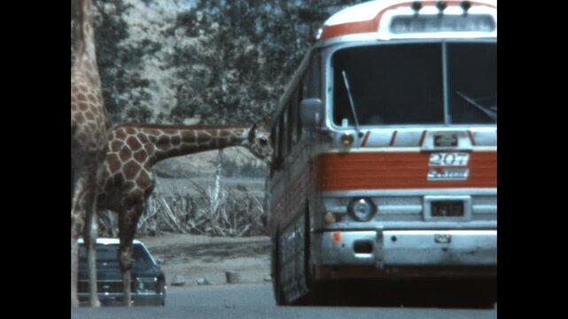 Safari Park Giraffes 1968 - A giraffe inspects a tour bus as it stops in a Southern California safari park in 1968. 