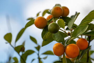 A kumquat tree with a blue sky in the background. The orange fruit is ripe round and thinned-skinned. The summer fruit is growing in a tall tree. Some of the fruits are unripe and green-colored. 