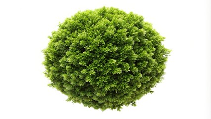 Fototapeta premium Bush of cotinus coggygria isolated on white background aerial view