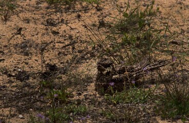 Obraz premium Sri Lankan Birds in Wilpattu National Park, Sri Lanka. 