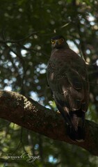 Sri Lankan Birds in Wilpattu National Park, Sri Lanka. 
