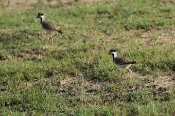 Sri Lankan Birds in Wilpattu National Park, Sri Lanka. 
