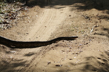 A Python in Wilpattu National Park, Sri Lanka 