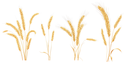 Wheat Ears Collection Set on Transparent Background Generative AI