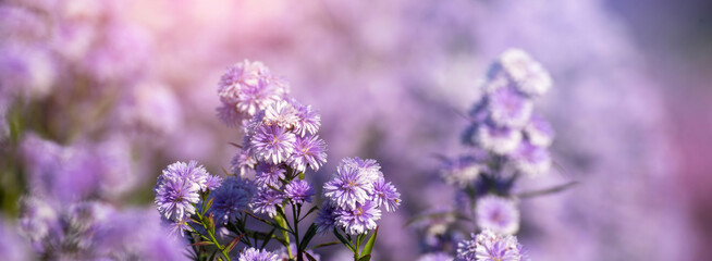 Banner Purple Pastel margaret flower floral blossom morning sunrise blurred background. Pastel violet romance bloom spring sunlight. Banner Magenta petals violet blossom wildflower with copy space