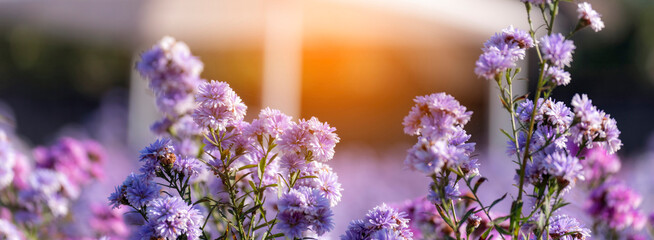 Banner Purple Pastel margaret flower floral blossom morning sunrise blurred background. Pastel...