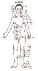 鍼灸の経穴、足の陽明胃経、ツボのイラスト