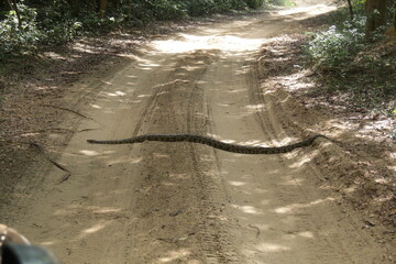 A Python in Wilpattu National Park, Sri Lanka 
