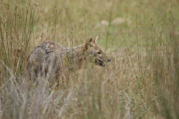 golden jackol in wilpattu national park, sri lanka