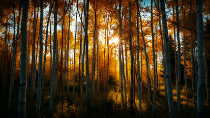 Obraz premium sunrise in the forest