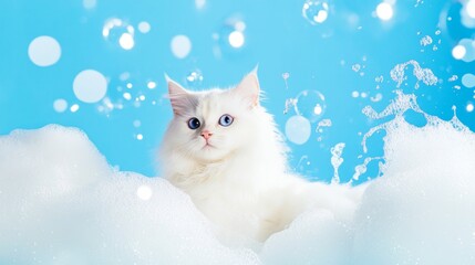 A cute ragdoll cat kitten in bath with soap foam on glossy blue tile fashion background. adorable pet portrait shampoo pet grooming salon spa wallpaper