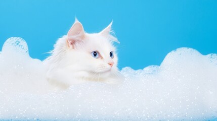 Fototapeta premium A cute ragdoll cat kitten in bath with soap foam on glossy blue tile fashion background. adorable pet portrait shampoo pet grooming salon spa wallpaper