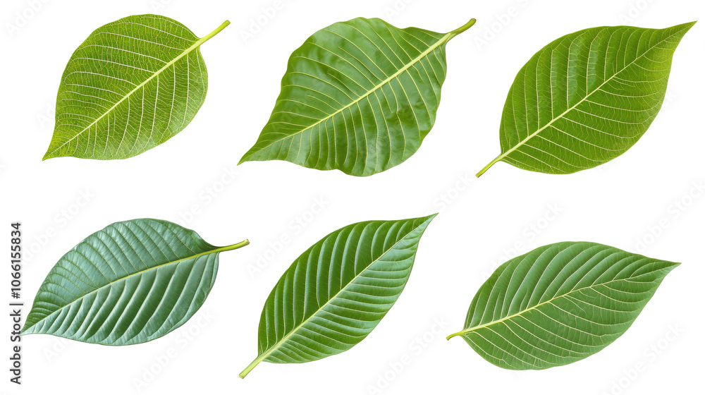 Poster collection of green coconut tree leaves with distinct patterns generative ai