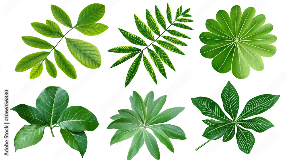 Poster collection of green coconut tree leaves with intricate patterns generative ai