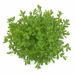 Obraz premium Lush Green Bush with Small Leaves, foliage, green leaves, plant, shrub, bush isolated