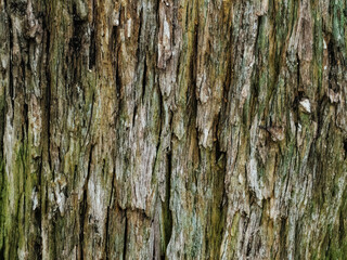 Obraz premium old wooden background or texture