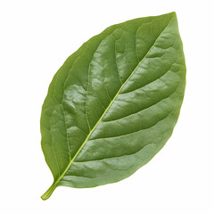 Obraz premium Single Green Leaf Isolated on White Background, single leaf, isolated leaf, foliage, vegetation, plant