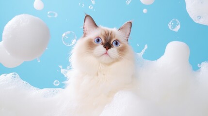 A ragdoll cute cat kitten in bath with soap foam on glossy white blue refreshing fashion background. adorable pet portrait shampoo pet grooming salon spa wallpaper