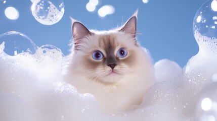 A ragdoll cute cat kitten in bath with soap foam on glossy white blue refreshing fashion background. adorable pet portrait shampoo pet grooming salon spa wallpaper