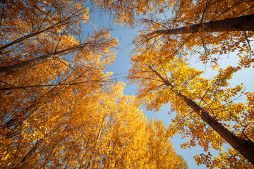 The leaves in the forest turn yellow in autumn