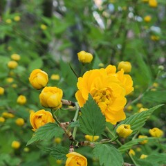 Fototapeta premium Japanese Kerria yellow flowers