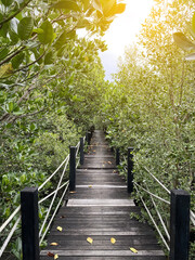 beautiful wooden way in mangrove forest