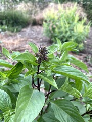 sweet basil flower in nature garden