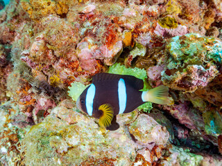 高水温でイソギンチャクも白化して減少。住居を失ったクマノミが有力なイソギンチャク群生に集中。激しく縄張り争いをしている様子が見られた。
クマノミ（クマノミ亜科）ミツボシクロスズメダイ（スズメダイ科）他群れ
英名学名：
Yellowtail clownfish,Amphiprion clarkii
Threespot dascyllus,Dascyllus trimaculatus
ヒリゾ浜2024