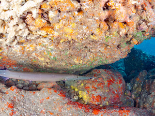 美しく大きなヘラヤガラ（ヘラヤガラ科）。
英名学名：Painted flutemouth, Trumpetfish (Aulostomus chinensis)
静岡県伊豆半島賀茂郡南伊豆町中木ヒリゾ浜2024年
