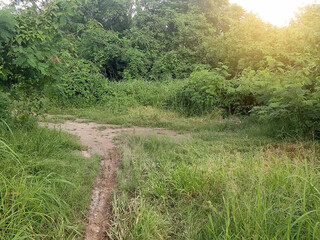 Obraz premium green trees in the forest